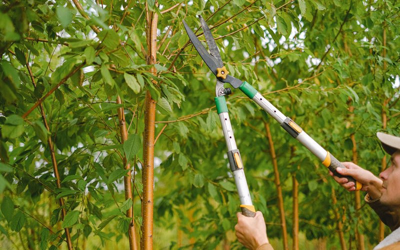 Tree trimming in Paterson, WA